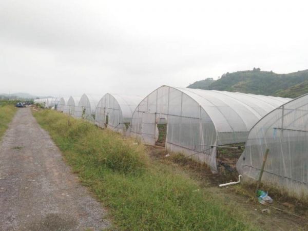 如何保護(hù)低溫時的智能溫室大棚作物